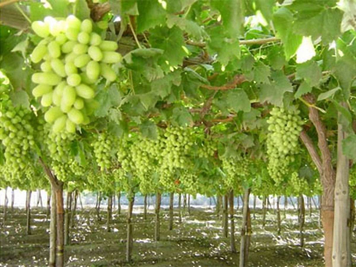 Мороз знищив 25% врожаю винограду в Україні, – експерт