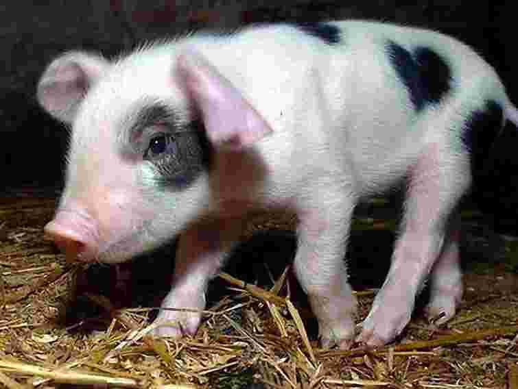 Чиновникам Київської МДА подарували порося