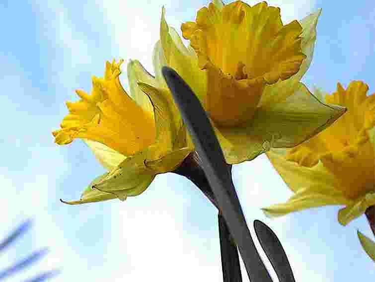 Україна відзначає Міжнародний жіночий день