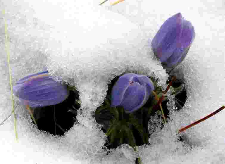 Завтра в Україні очікується сніг