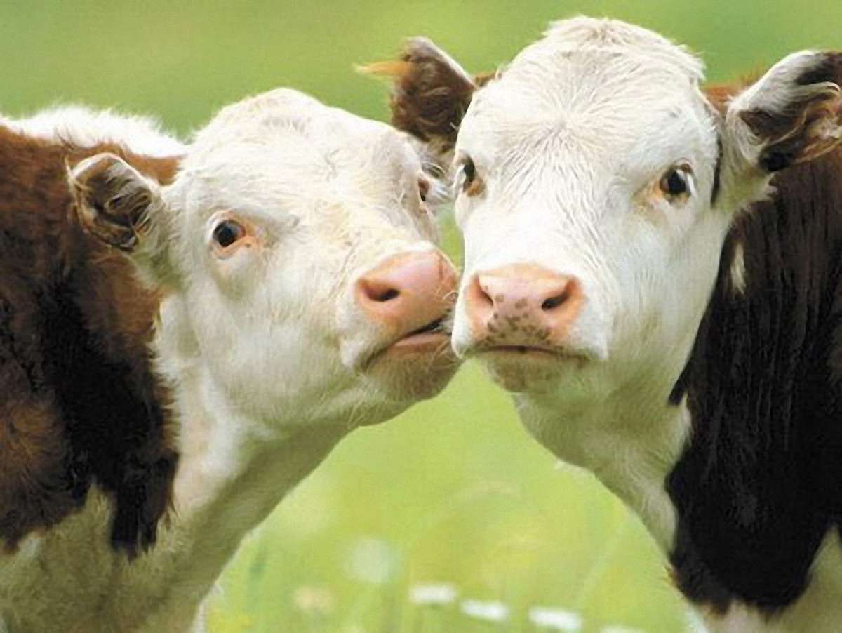 Львівщина – на 14 місці в Україні за виробництвом АПК