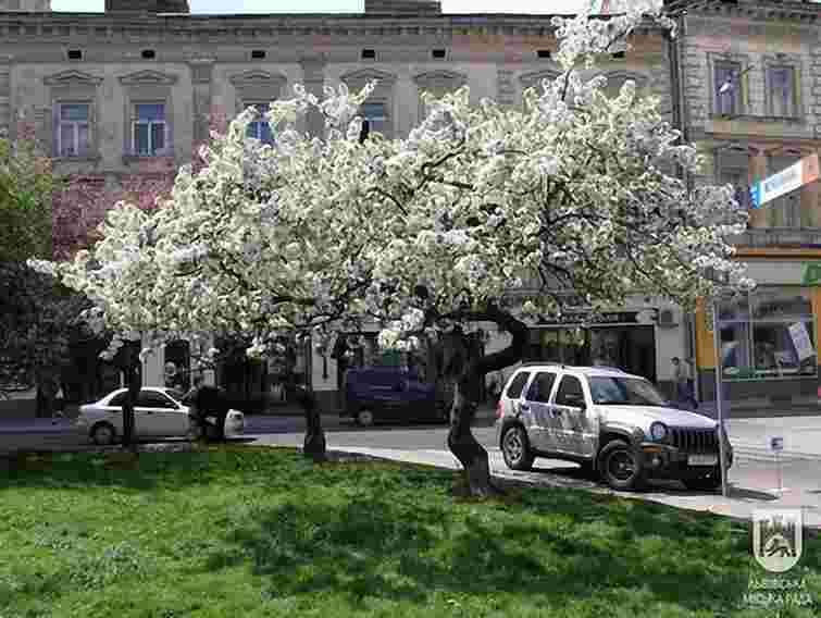 У центрі Львова забудовник без дозволу зрізав сторічні яблуні
