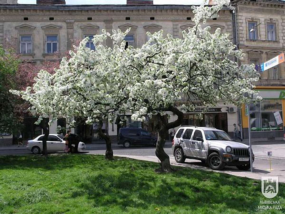 У центрі Львова забудовник без дозволу зрізав сторічні яблуні