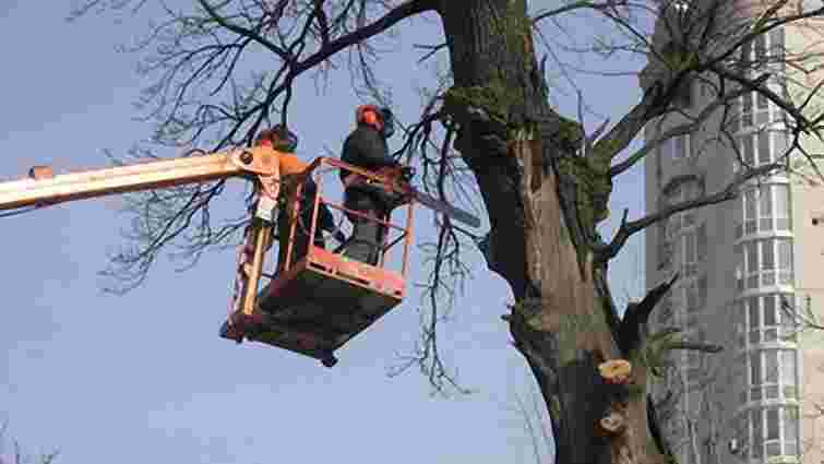 У Львові зріжуть 700 дерев під лініями електропередач