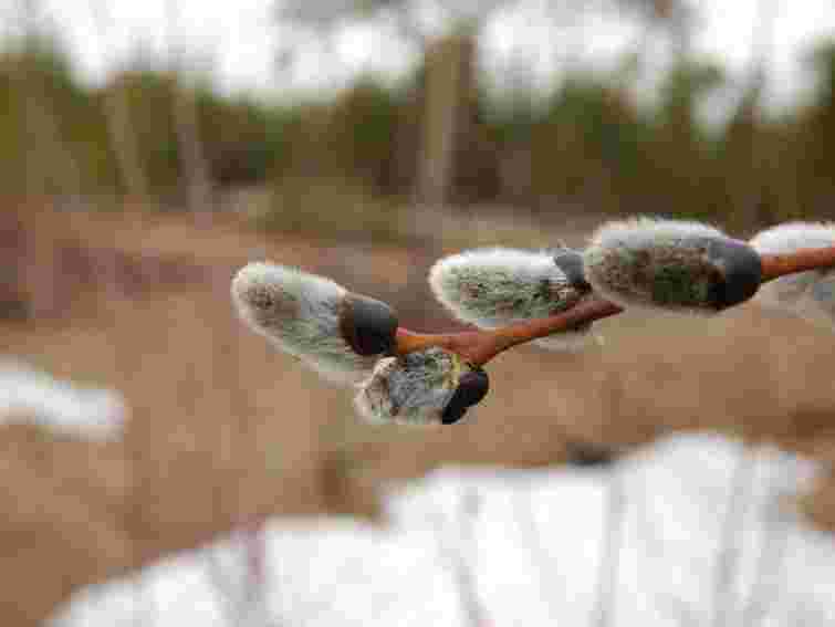 Завтра у Західній Україні 14-18° тепла