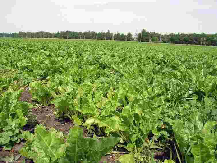 Кабмін хоче замінити бензин біопаливом з буряка