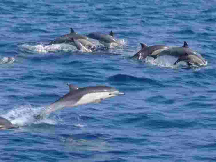 Заблоковані під Керчю дельфіни вибралися з криги