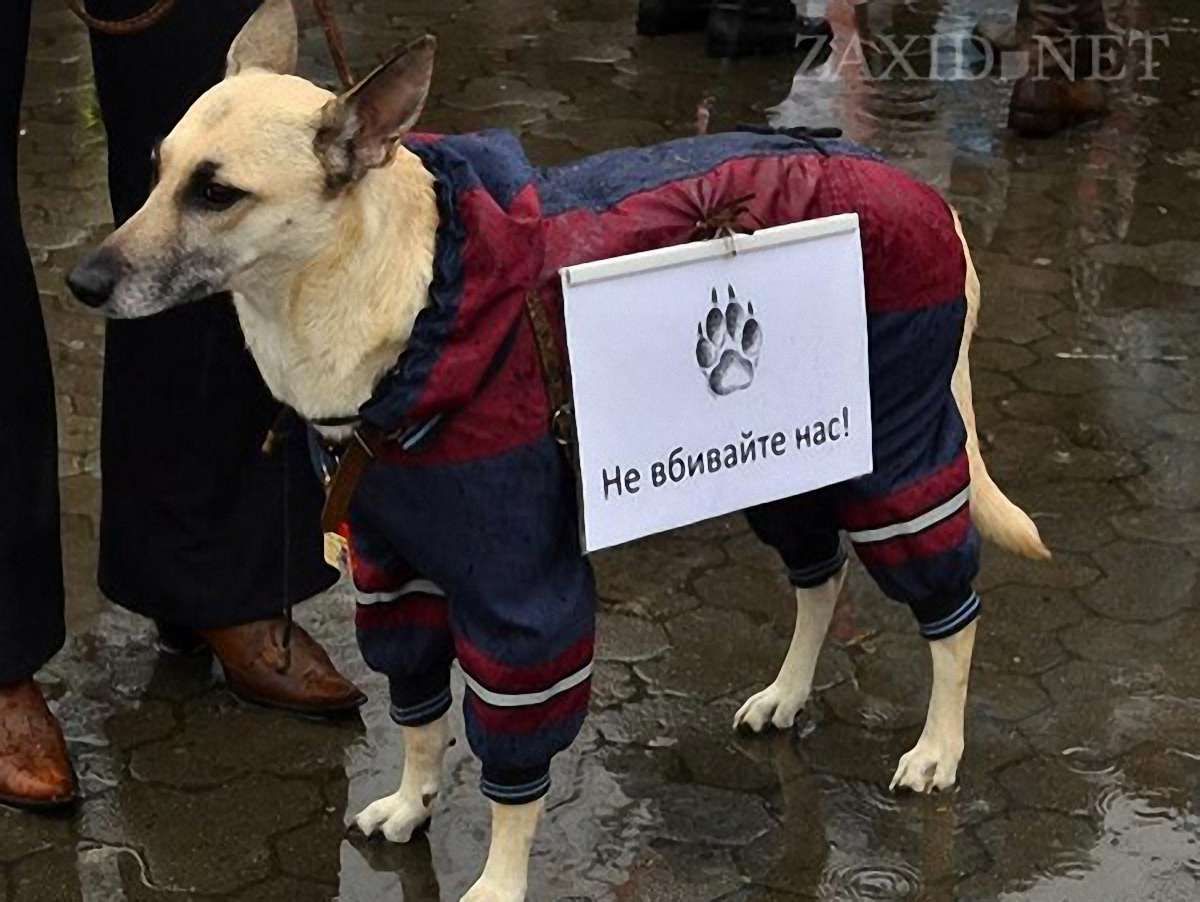 Зоозахисники поскаржились прокурору на бездіяльність міліції