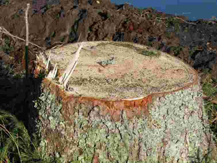 На Львівщині помічник лісничого вимагав 5 тис. грн хабара