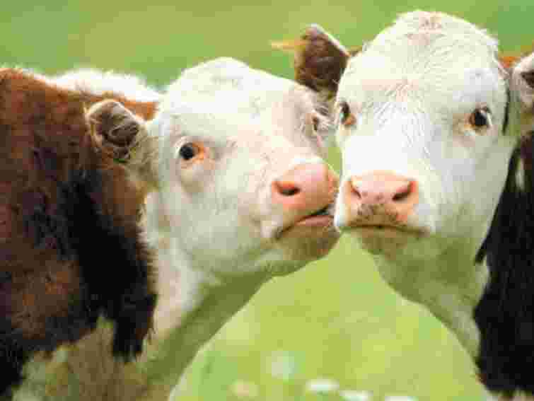 На Львівщині хочуть розвивати племінне  господарство