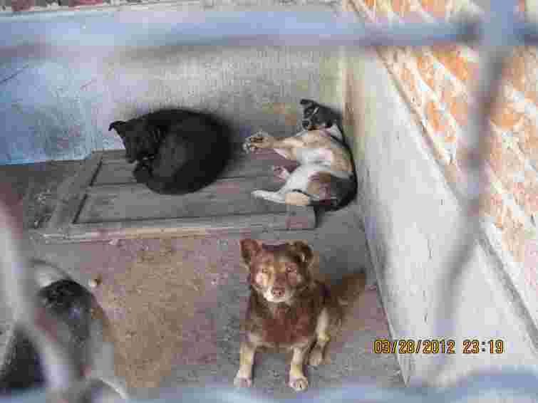 Львів’янам пропонують взяти на утримання безпритульних псів