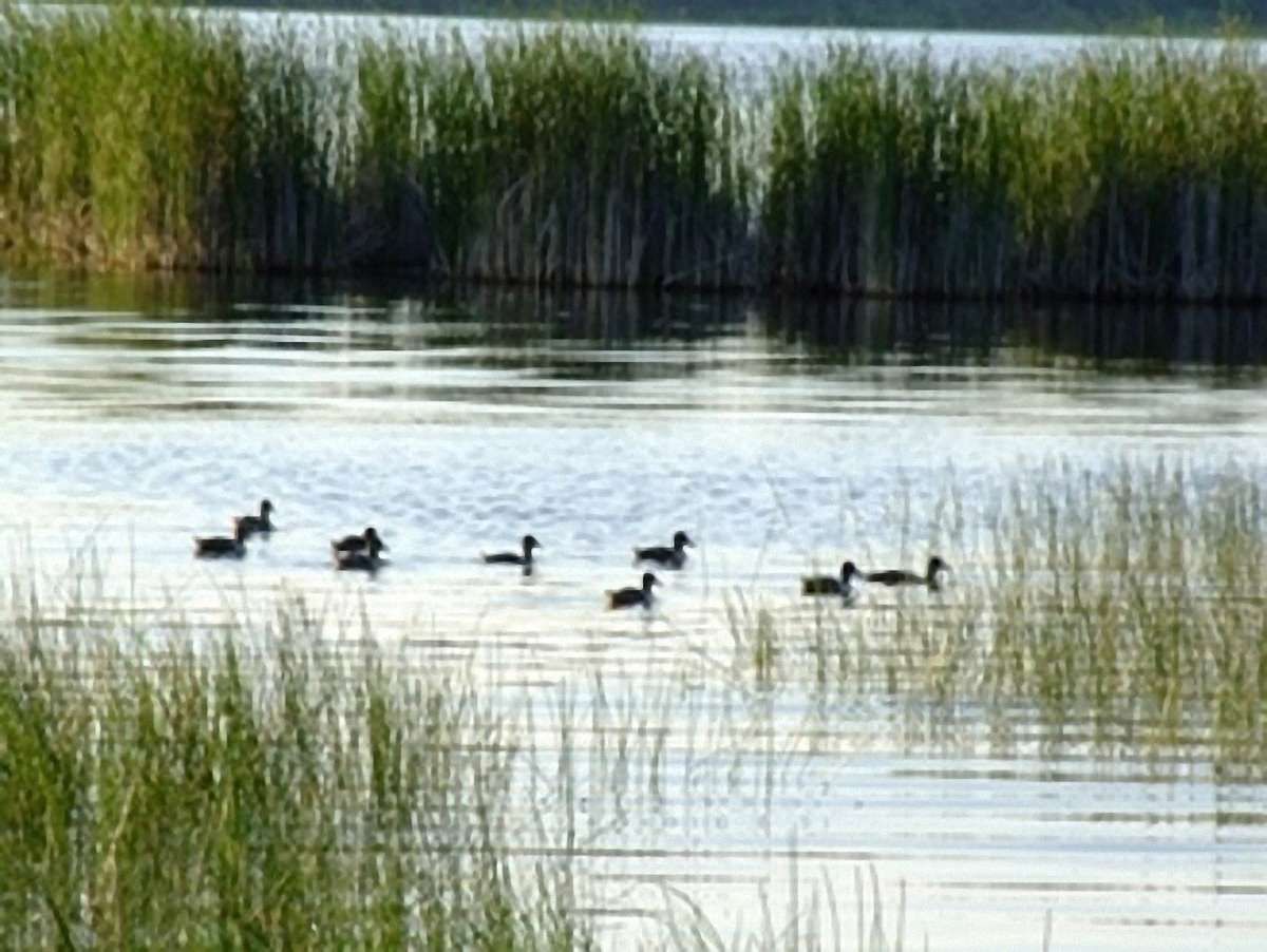 Львівським мисливцям продовжили користування угіддями