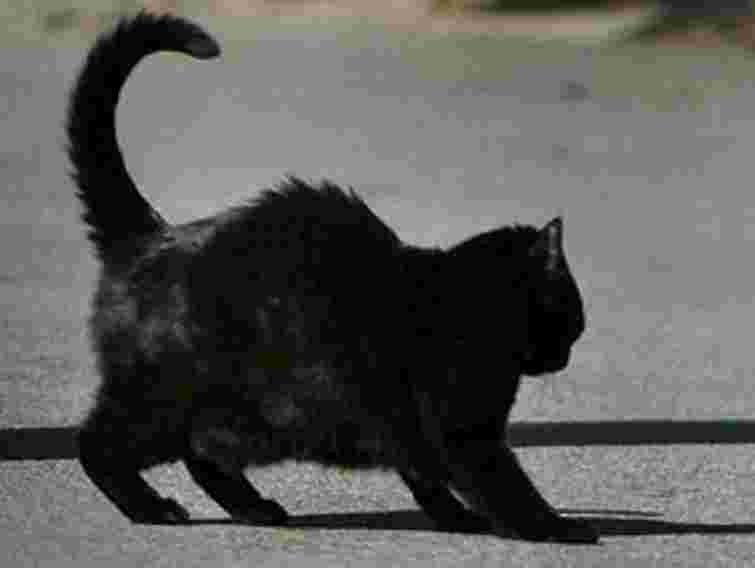 На Рівненщині скажений кіт покусав чоловіка