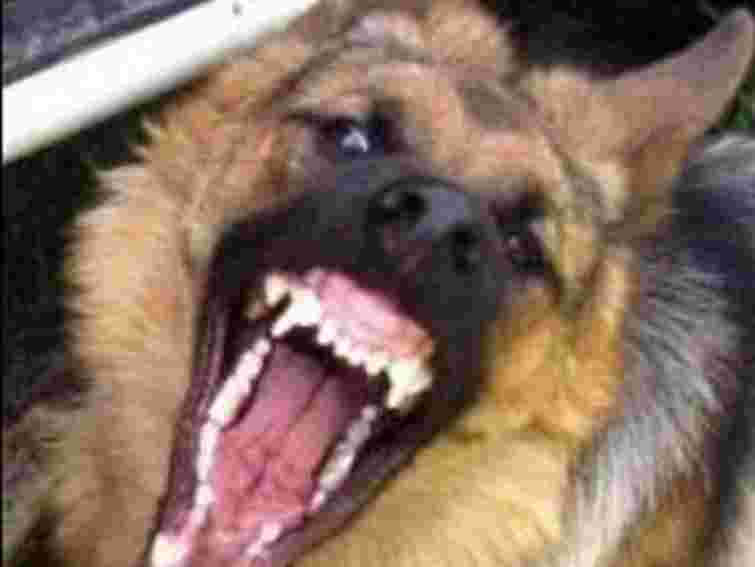 На дитячому майданчику собака покусав дитину