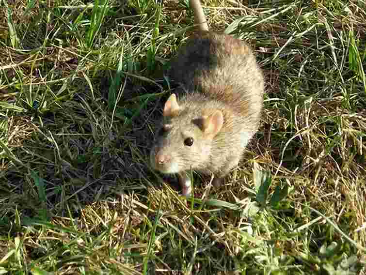 У Львові місяць триватиме дератизація