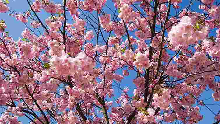 В Ужгороді розпочався фестиваль цвітіння сакури