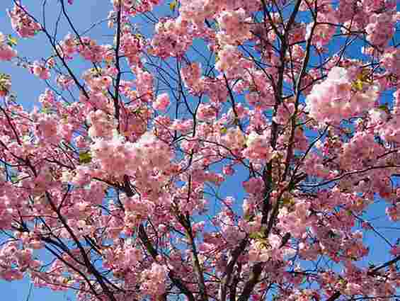 В Ужгороді розпочався фестиваль цвітіння сакури