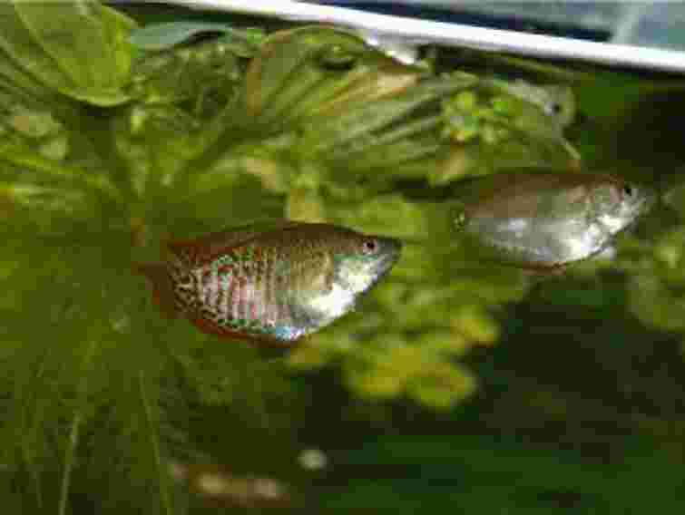 На Львівщині з дитсадка вкрали крісла та акваріум