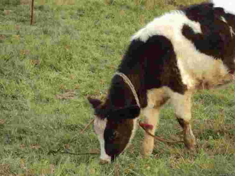 Селянам платитимуть 250-750 грн за голову збереженого молодняку ВРХ