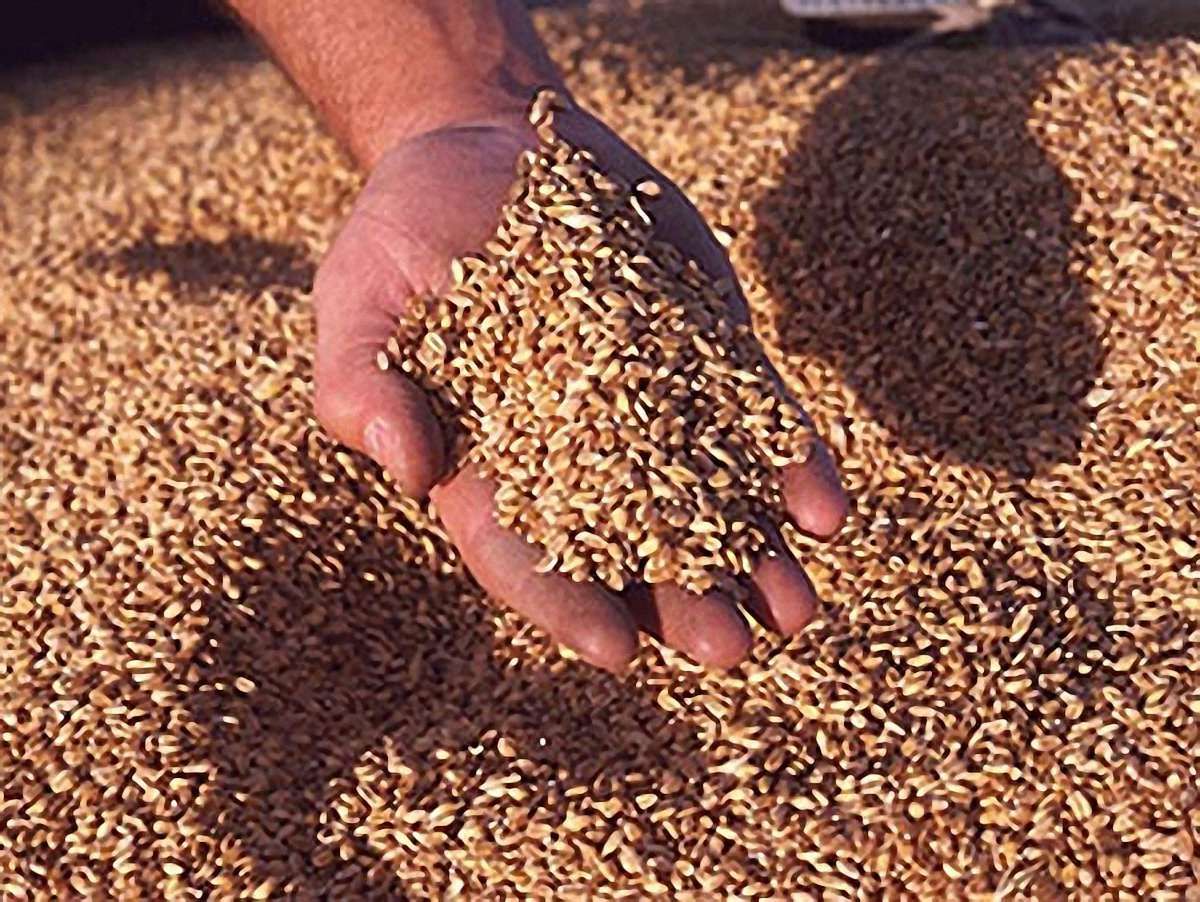 FAO прогнозує зниження врожаю пшениці в Україні на 37%