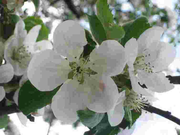 Завтра в Україні очікується до 27 ° тепла