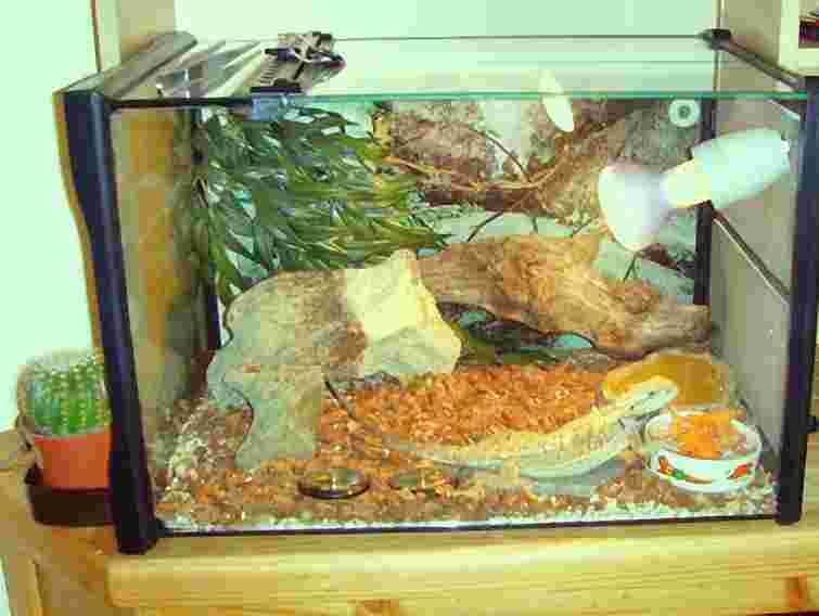 У Львові відкриється Друга загальноміська виставка тераріумних тварин