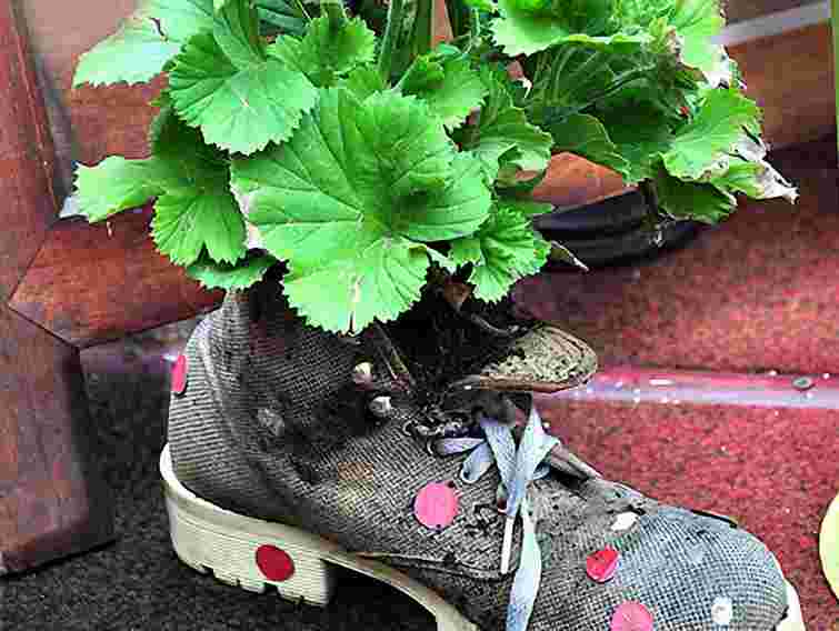 У Львові проведуть акцію "Квіти у чоботях"