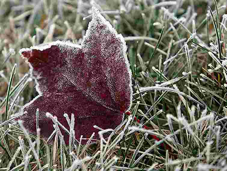 На заході України прогнозують заморозки