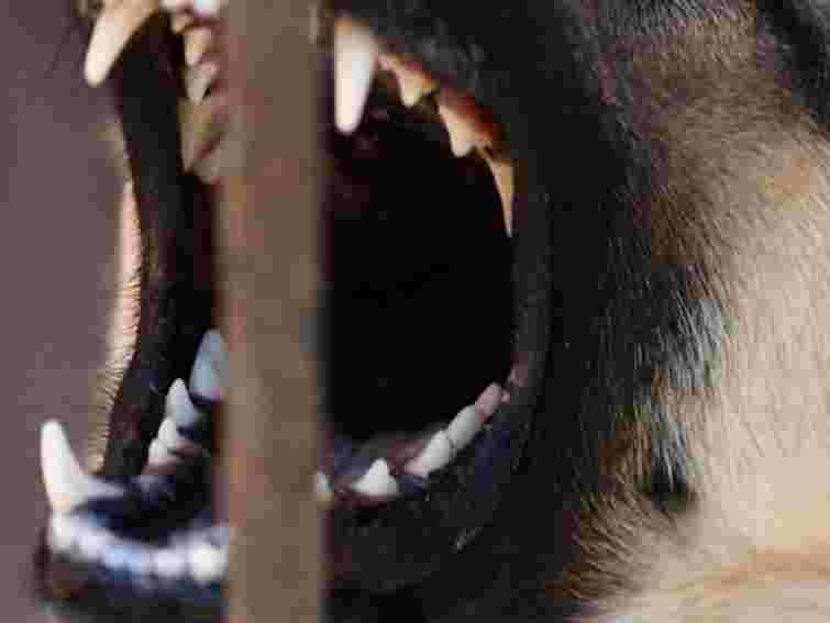 У Криму собака загриз трирічну дівчинку