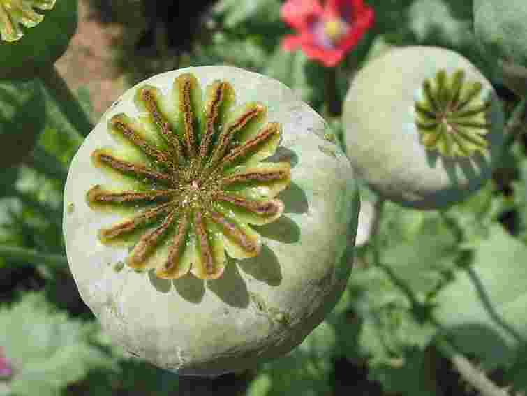 Міліція розпочала операцію «Мак»