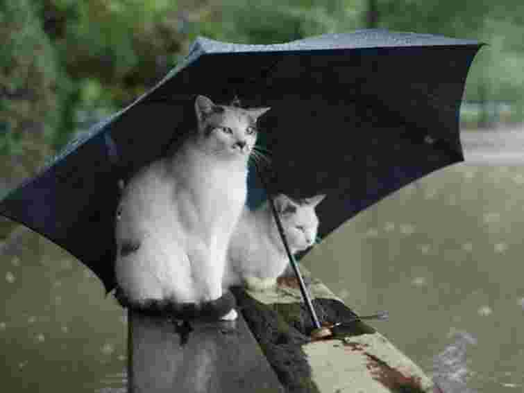 Завтра в Україні – тепло й грози