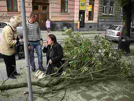 У Львові на літню  жінку впала гілка