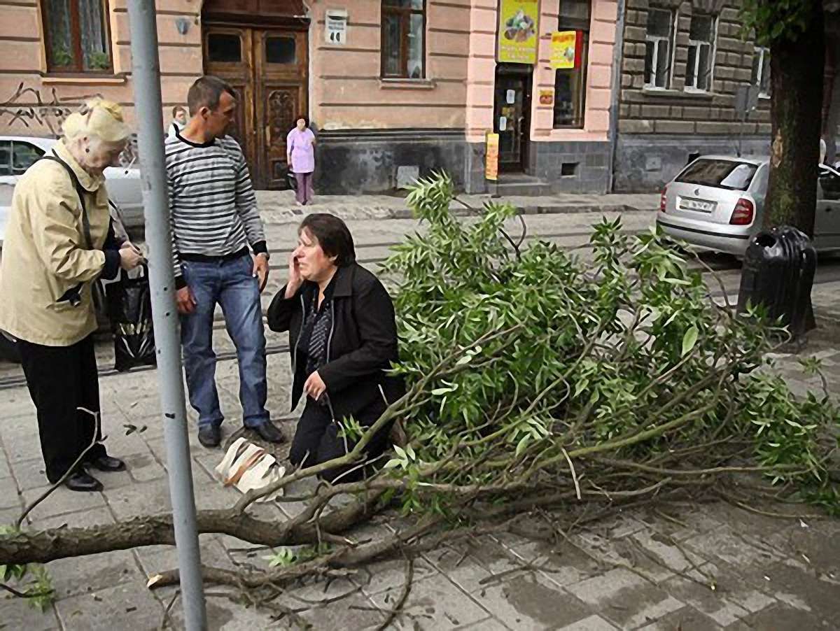 У Львові на літню  жінку впала гілка