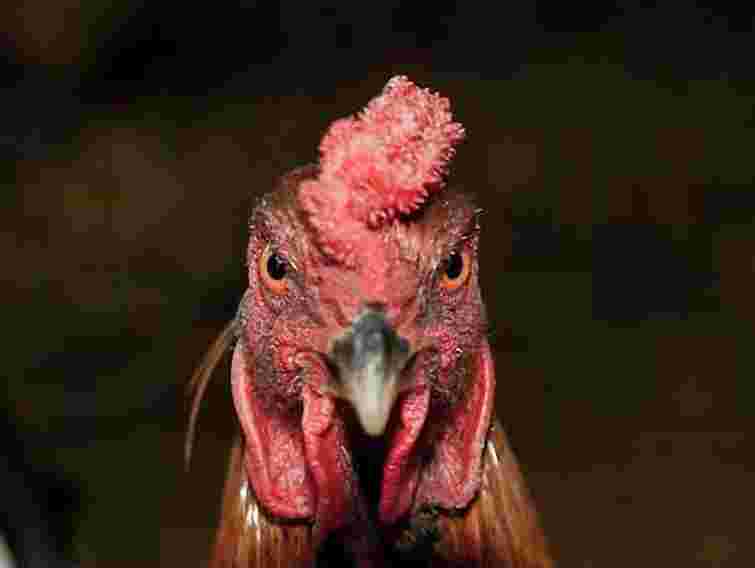 На Тернопільщині півень побив чоловіка