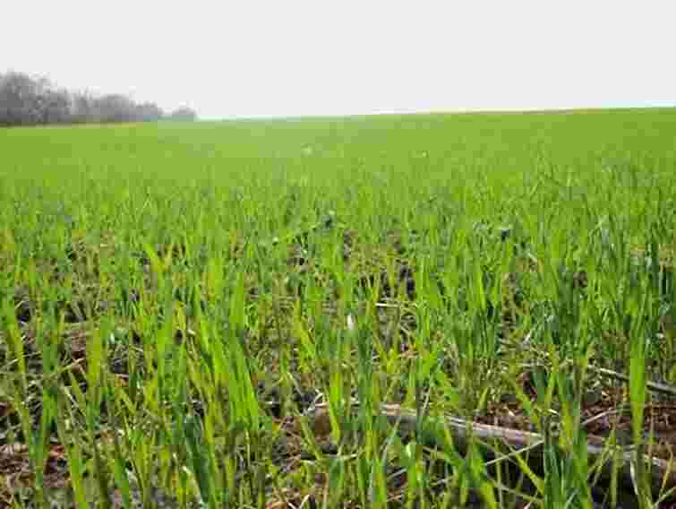 На Тернопільщині град знищив посівів на 210 тис. грн