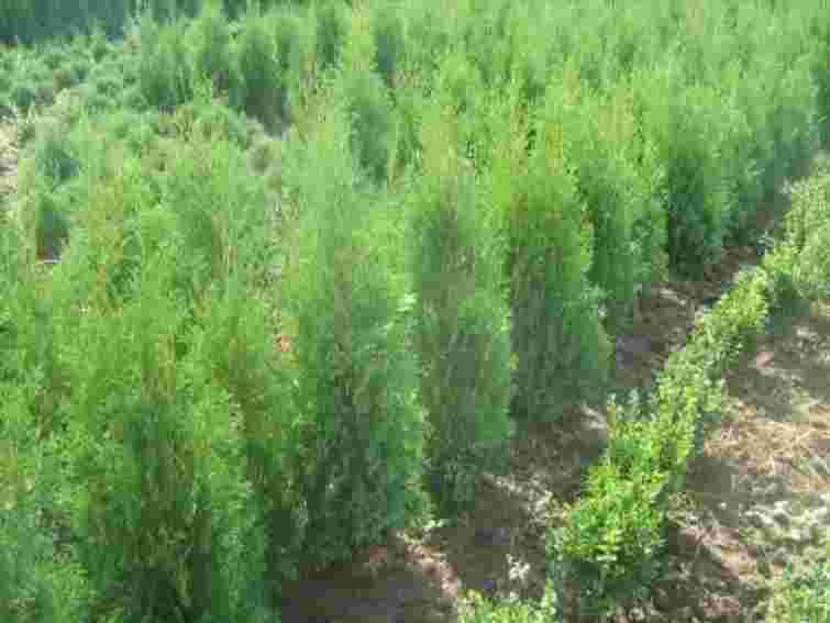 На Львівщині чоловік вкрав у сусідки туй на 50 тис. грн