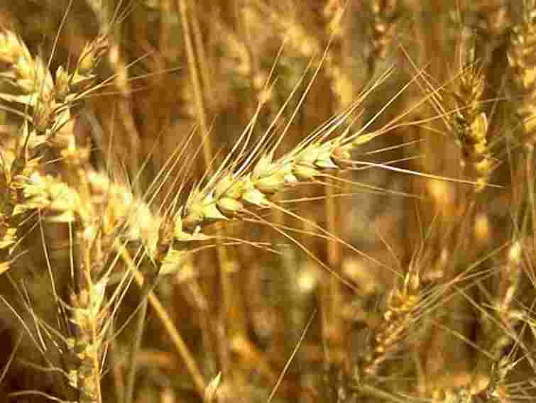 Урожай зерна в Україні зменшиться на 17% проти 2011 р.