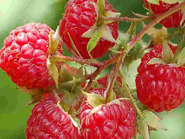 Для їдалень влади купили малину за 672 гривні за кілограм