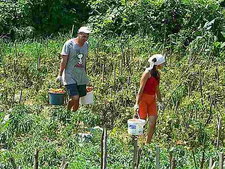 Негода в Україні знищила 15 тис. га ягід та овочів