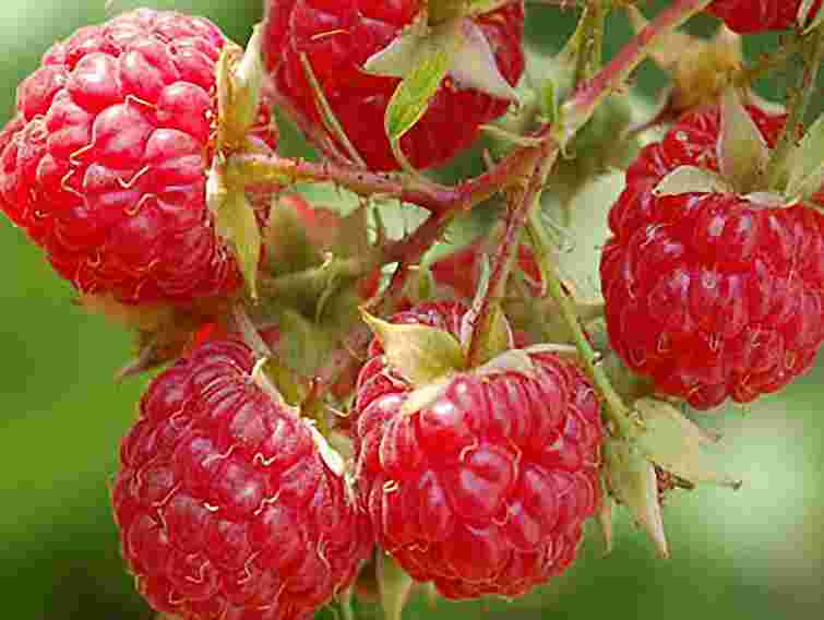 Продавець підтвердив, що продав малину ДУС по 672 грн. Бо імпортна