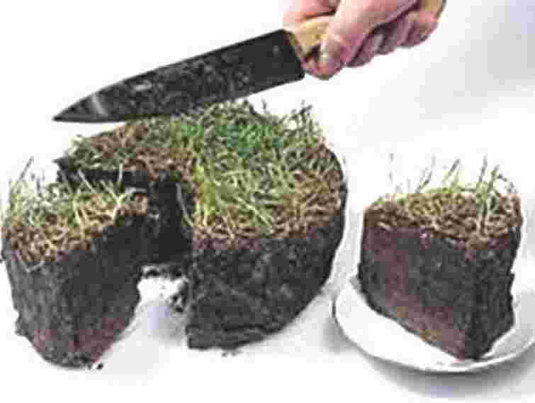 В Україні більше 10 млн га землі перебуває у "тіні", - експерт