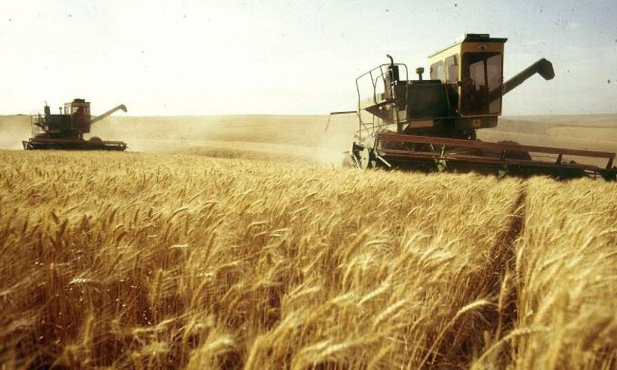 Цьогоріч врожай зернових буде на 30% нижчим , – експерт