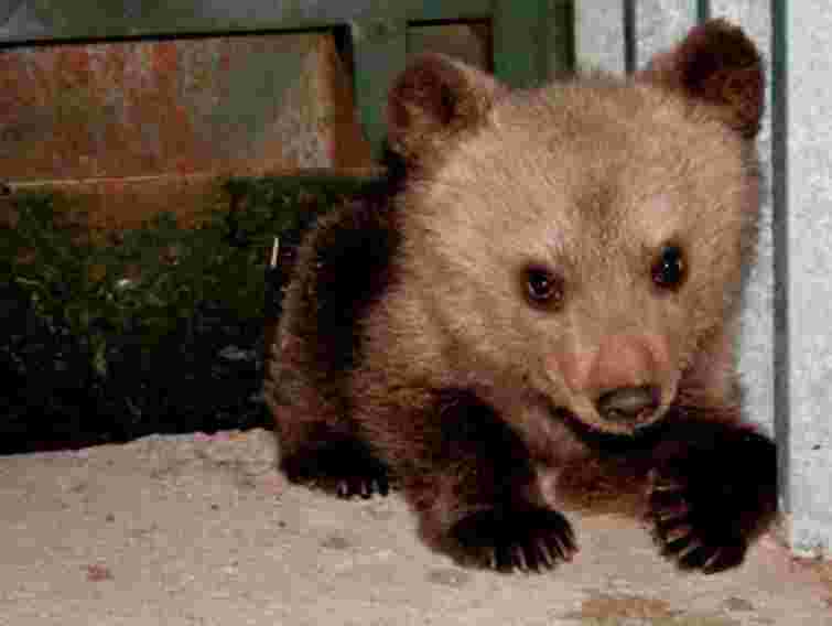 Екоінспектори перевірять, чи законно продав ведмежа Луцький зоопарк