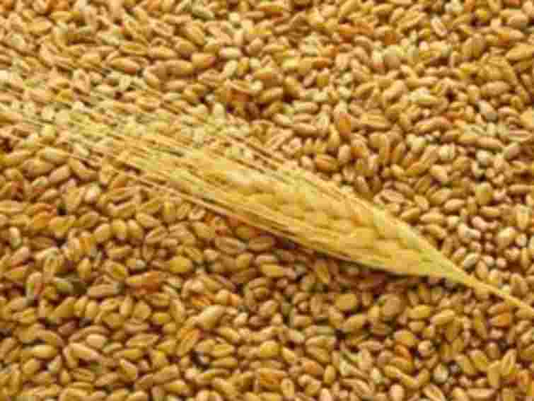 На Львівщині уже зібрано 15,7 тис. тонн зерна