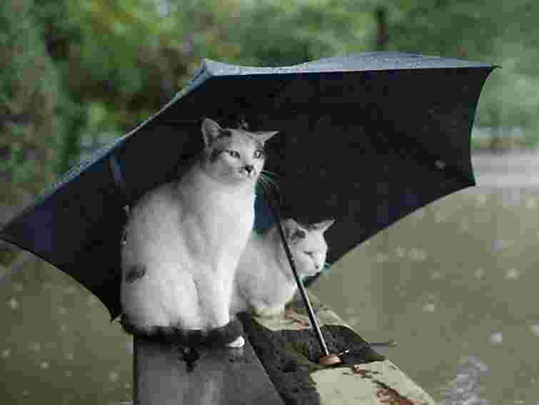 На Львівщині завтра прогнозують грози