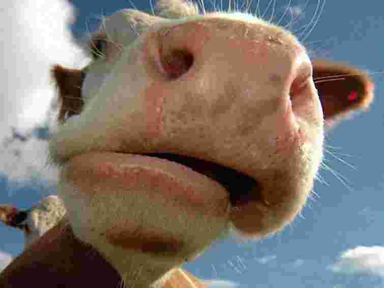 Партія регіонів піариться на коровах, – експерт