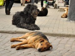 Собача смерть