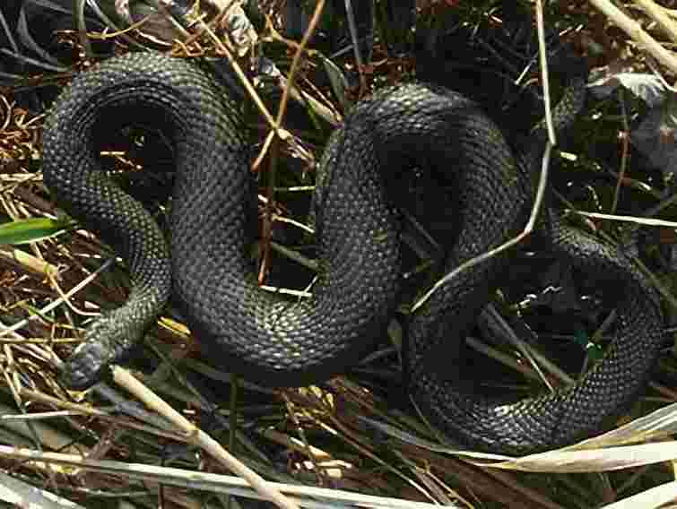 Фахівці радять, як вберегтися від укусів гадюк