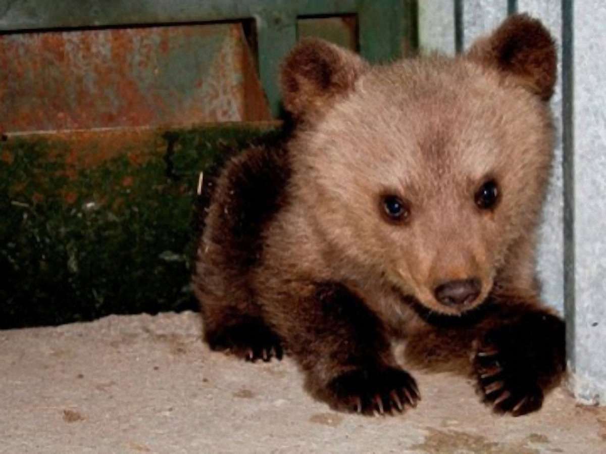 Працівник Луцького зоопарку відповість за жорстокість до ведмежати