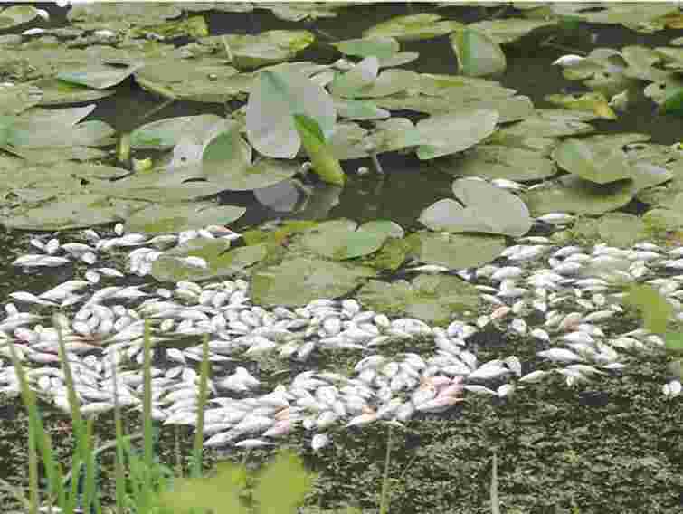 У Рівному масово гине риба